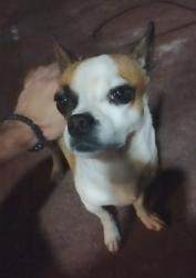 Found/Stray Male Dog last seen Locust St, Las Cruces, NM 88001