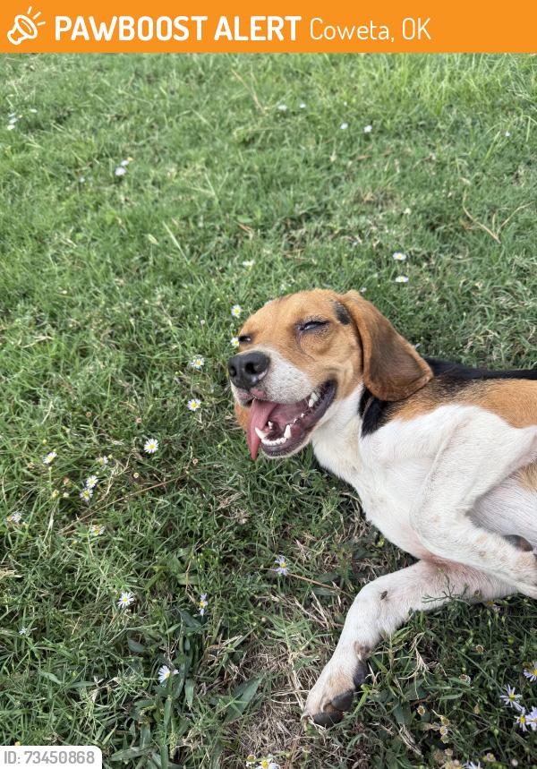 Found/Stray Male Dog last seen Lock 17, Coweta, OK 74429