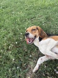 Found/Stray Male Dog last seen Lock 17, Coweta, OK 74429