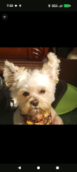 Lost Male Dog last seen Gordon Hwy, Augusta, GA 30904