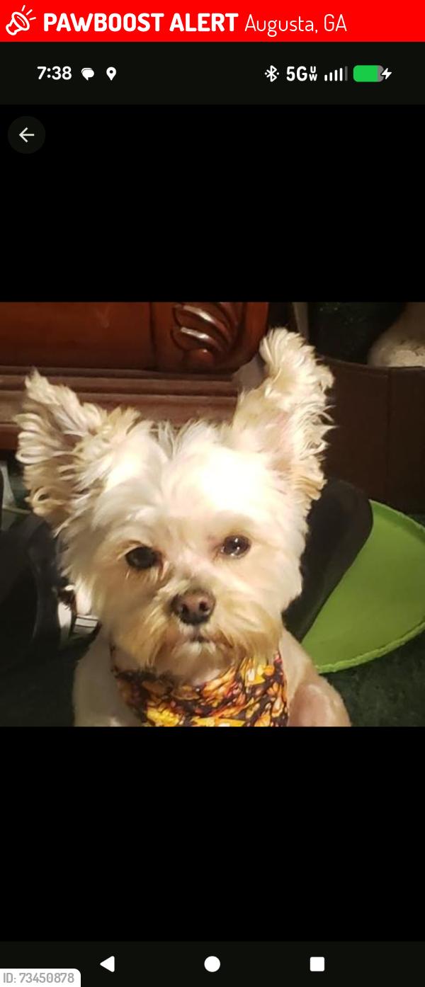 Lost Male Dog last seen Gordon Hwy, Augusta, GA 30904