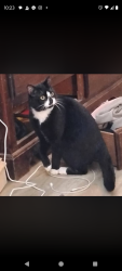 Lost Male Cat last seen Colony farm rd, Coquitlam, BC 