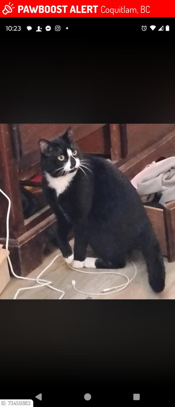 Lost Male Cat last seen Colony farm rd, Coquitlam, BC 