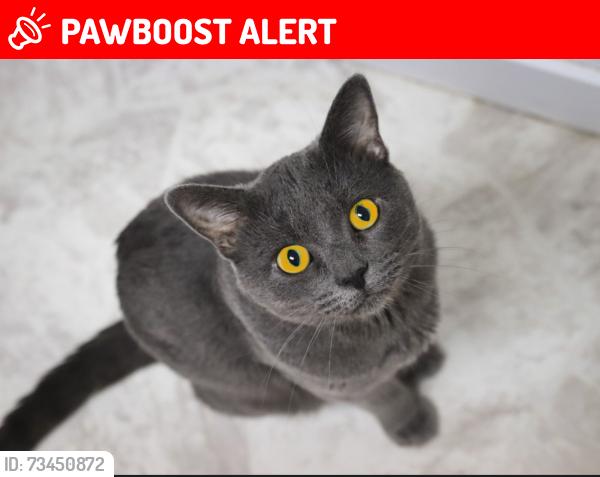 Lost Male Cat last seen Aspen Road and Quail Dr., West Palm Beach, FL 33409