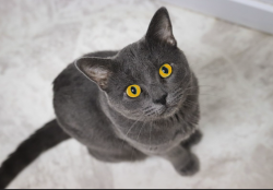 Lost Male Cat last seen Aspen Road and Quail Dr., West Palm Beach, FL 33409