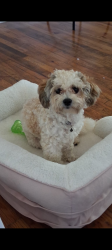 Lost Female Dog last seen Arlene y 3dr ave y Fuller., Pontiac, MI 48340