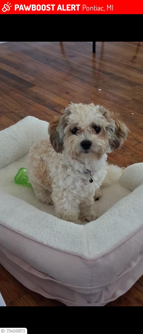 Lost Female Dog last seen Arlene y 3dr ave y Fuller., Pontiac, MI 48340