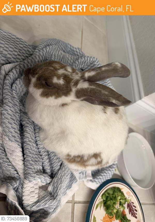 Found/Stray Unknown Rabbit last seen Near th sw, Cape Coral, FL 33914