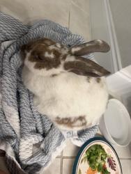 Found/Stray Unknown Rabbit last seen Near th sw, Cape Coral, FL 33914