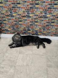 Lost Male Cat last seen Belmead school, Edmonton, AB T5T 1Y1