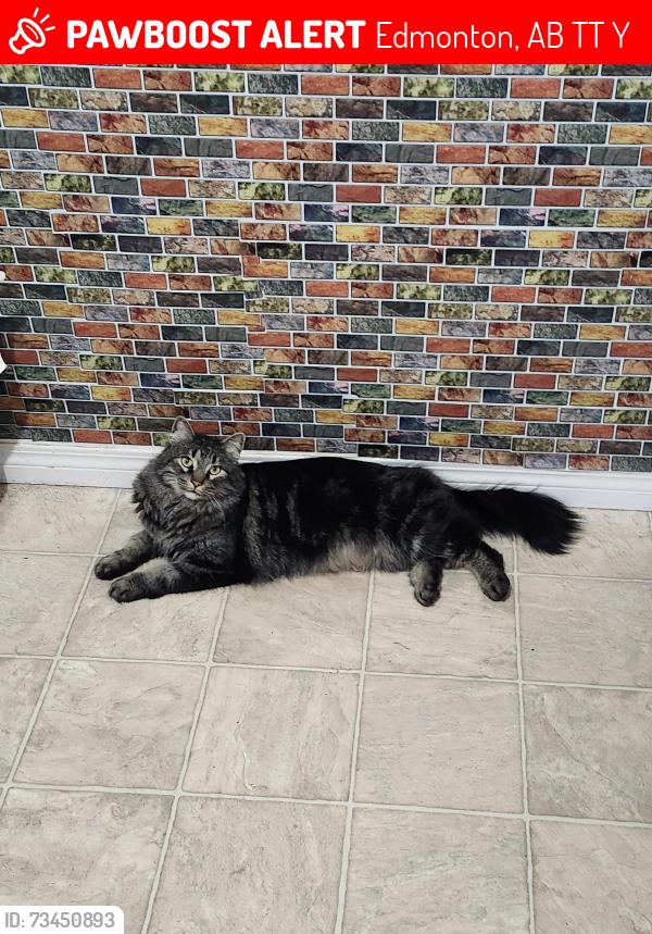 Lost Male Cat last seen Belmead school, Edmonton, AB T5T 1Y1