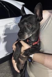 Found/Stray Male Dog last seen Near and 156, Denton, TX 76207