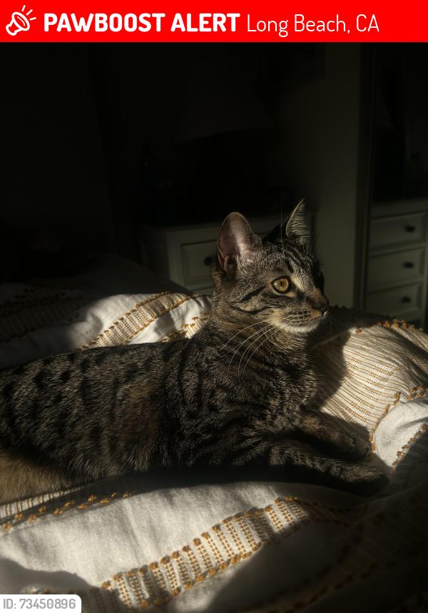 Lost Female Cat last seen Near E 4th St long beach, Long Beach, CA 90814