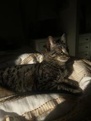 Lost Female Cat last seen Near E 4th St long beach, Long Beach, CA 90814