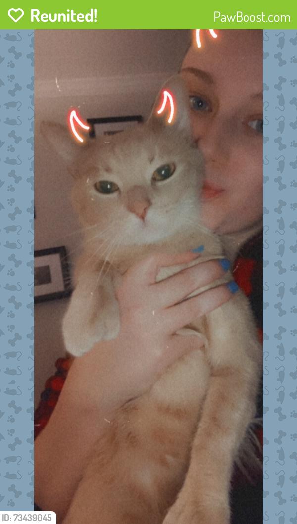 Reunited Male Cat last seen North Moore Rd, Chattanooga, TN 37411