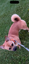 Lost Female Dog last seen Hollywood Dr., Hollywood Shopping Center, Anchorage, AK 99501