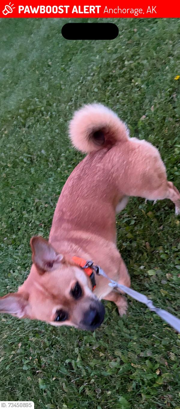 Lost Female Dog last seen Hollywood Dr., Hollywood Shopping Center, Anchorage, AK 99501