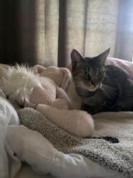 Reunited Female Cat last seen Applewood subdivision, Rome, GA 30165