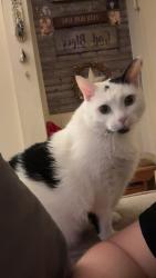 Lost Female Cat last seen E Market and Homeway near the Friendship Baptist Church, York, PA 17403