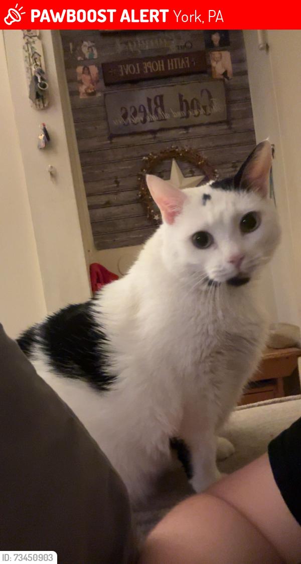 Lost Female Cat last seen E Market and Homeway near the Friendship Baptist Church, York, PA 17403