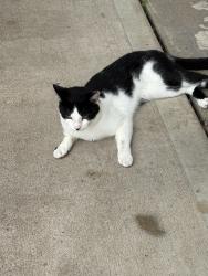 Found/Stray Unknown Cat last seen Near n cooper, Olathe, KS 66061