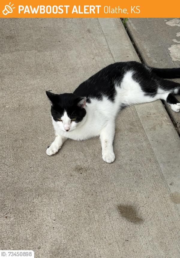 Found/Stray Unknown Cat last seen Near n cooper, Olathe, KS 66061