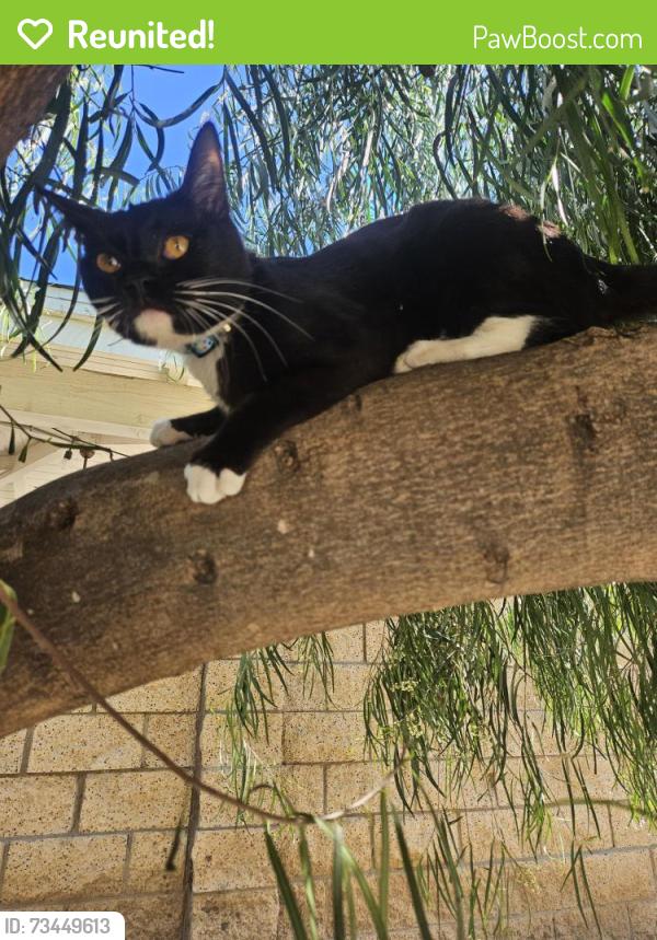 Reunited Male Cat last seen Madelena dr and Janine, Los Angeles County, CA 90631