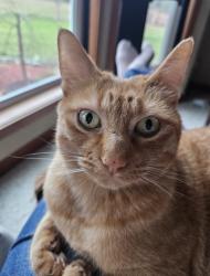 Lost Female Cat last seen Chain Lake and 118th St. SE, Snohomish, WA 98290