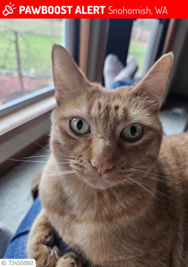 Lost Female Cat last seen Chain Lake and 118th St. SE, Snohomish, WA 98290