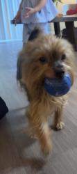 Reunited Male Dog last seen Near thomasville circle, tampa fl, Tampa, FL 33617