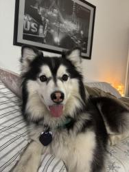 Reunited Female Dog last seen Rio Linda Blvd, Sacramento, CA 95838