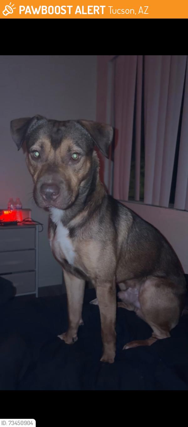 Found/Stray Male Dog last seen Across from nirvanna, Tucson, AZ 85714