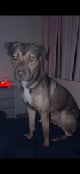 Found/Stray Male Dog last seen Across from nirvanna, Tucson, AZ 85714