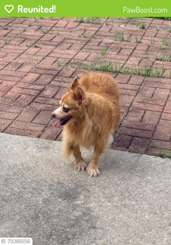 Reunited Male Dog last seen Forest ridge neighborhood, Memorial Northwest, TX 77379