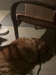 Found/Stray Female Dog last seen Lawther, Apache Junction, AZ 85120