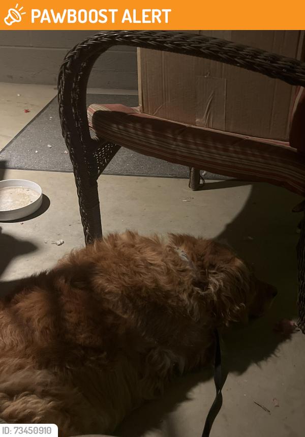 Found/Stray Female Dog last seen Lawther, Apache Junction, AZ 85120