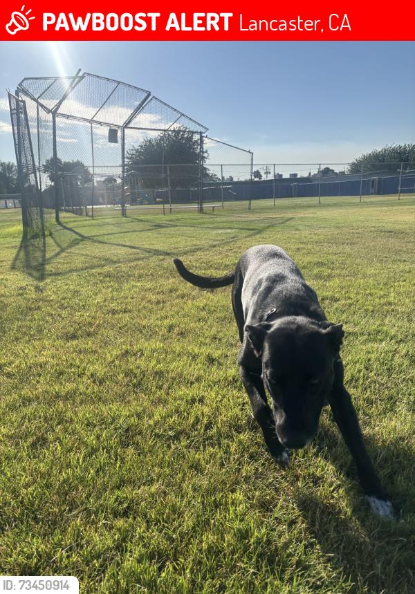 Lost Male Dog last seen 10th st west k, Lancaster, CA 93534