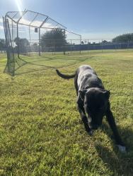 Lost Male Dog last seen 10th st west k, Lancaster, CA 93534