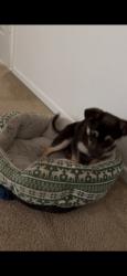 Lost Male Dog last seen dos palmos rd, Victorville, CA 92392