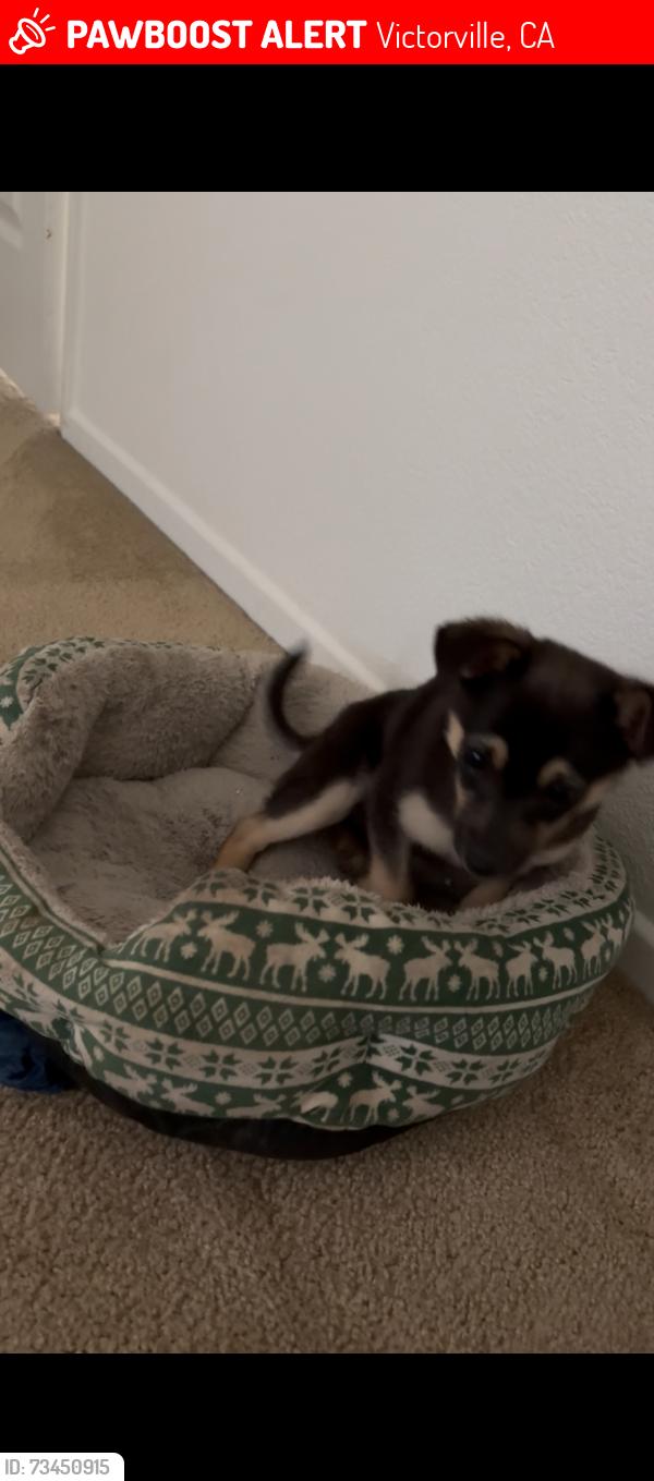 Lost Male Dog last seen dos palmos rd, Victorville, CA 92392