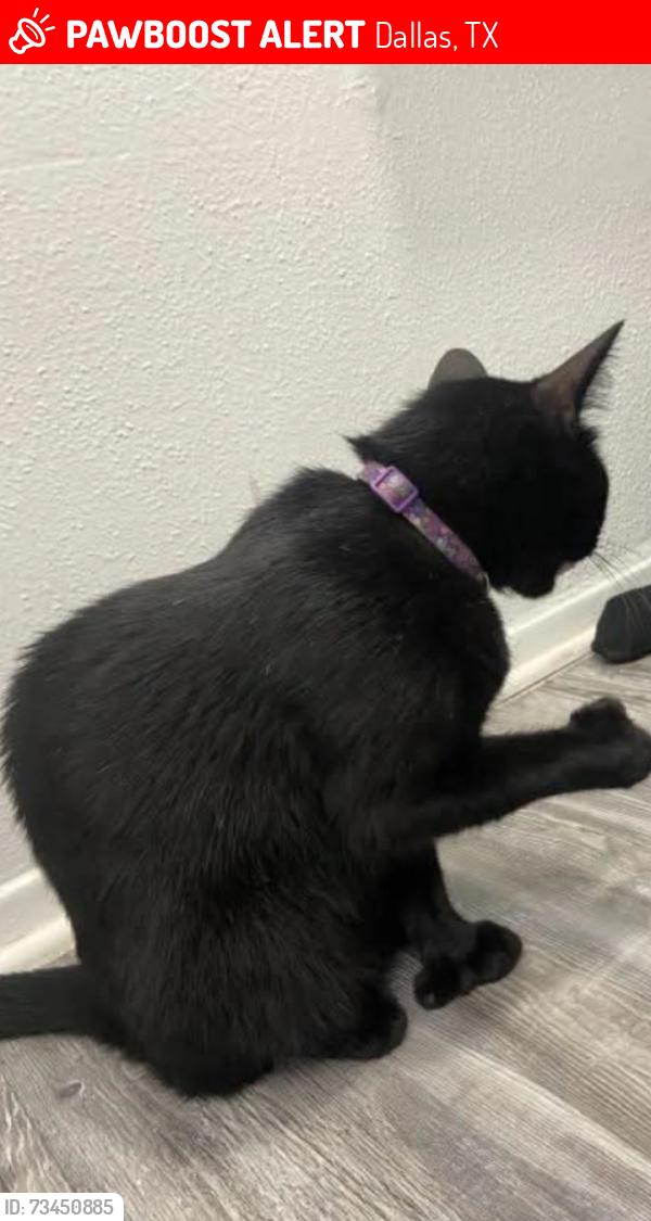 Lost Female Cat last seen CVS at midway, Dallas, TX 75220