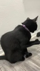 Lost Female Cat last seen CVS at midway, Dallas, TX 75220