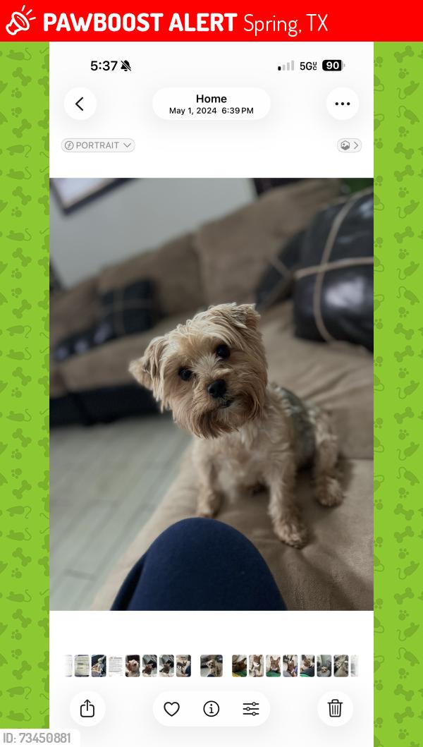 Lost Female Dog last seen Balthasar street in the Birnam wood Fairfax neighborhood, Spring, TX 77373
