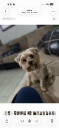 Lost Female Dog last seen Balthasar street in the Birnam wood Fairfax neighborhood, Spring, TX 77373