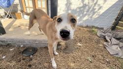 Found/Stray Female Dog last seen Cvs, Mesquite, TX 75150