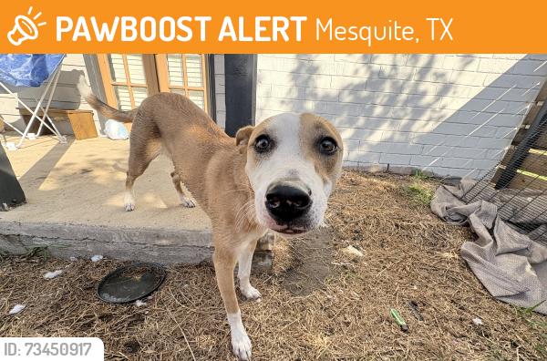 Found/Stray Female Dog last seen Cvs, Mesquite, TX 75150