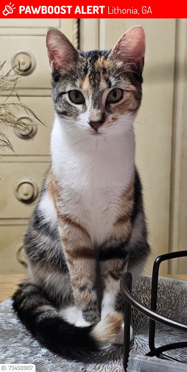 Lost Female Cat last seen S. Stone Mountain Lithonia Road/ S.Deshon Road, Lithonia, GA 30058