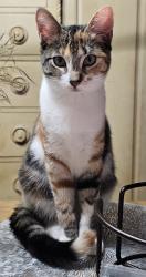 Lost Female Cat last seen S. Stone Mountain Lithonia Road/ S.Deshon Road, Lithonia, GA 30058