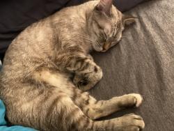 Lost Female Cat last seen Lamb and las Vegas, Las Vegas, NV 89115