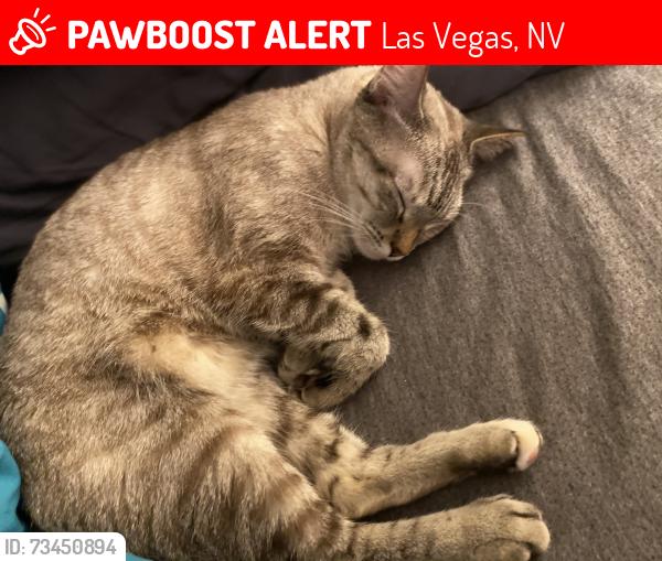 Lost Female Cat last seen Lamb and las Vegas, Las Vegas, NV 89115